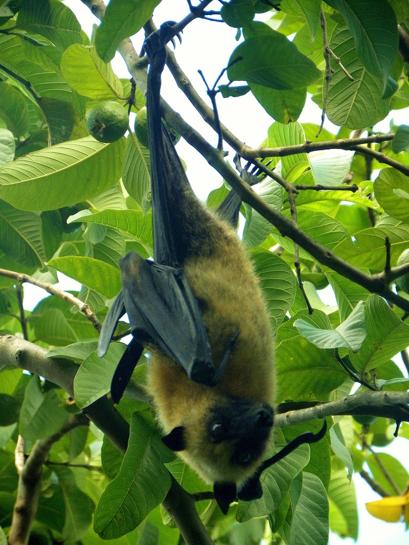 Seychelles flying fox (Pteropus seychellensis comorensis); DISPLAY FULL IMAGE.