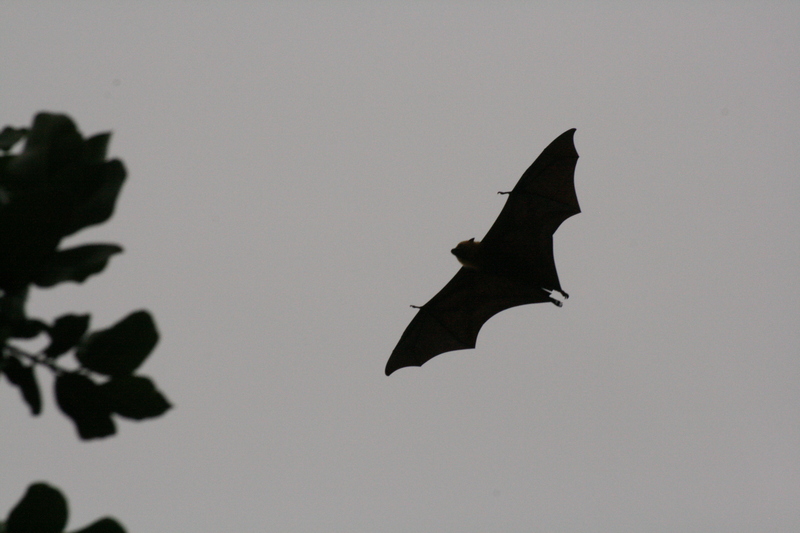Seychelles fruit bat, Seychelles flying fox (Pteropus seychellensis); DISPLAY FULL IMAGE.