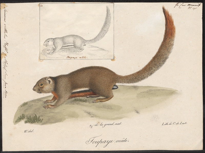 plantain squirrel (Callosciurus notatus); DISPLAY FULL IMAGE.