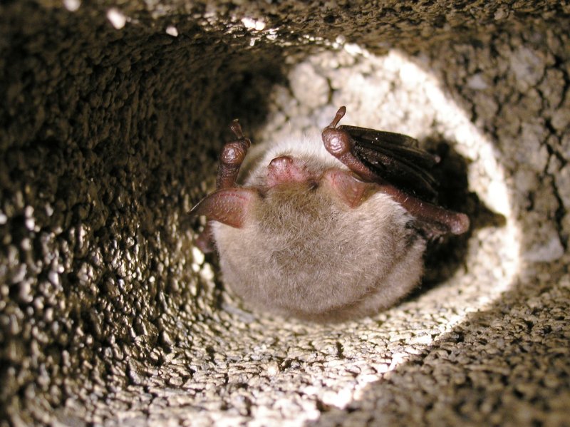 Natterer's bat (Myotis nattereri); DISPLAY FULL IMAGE.
