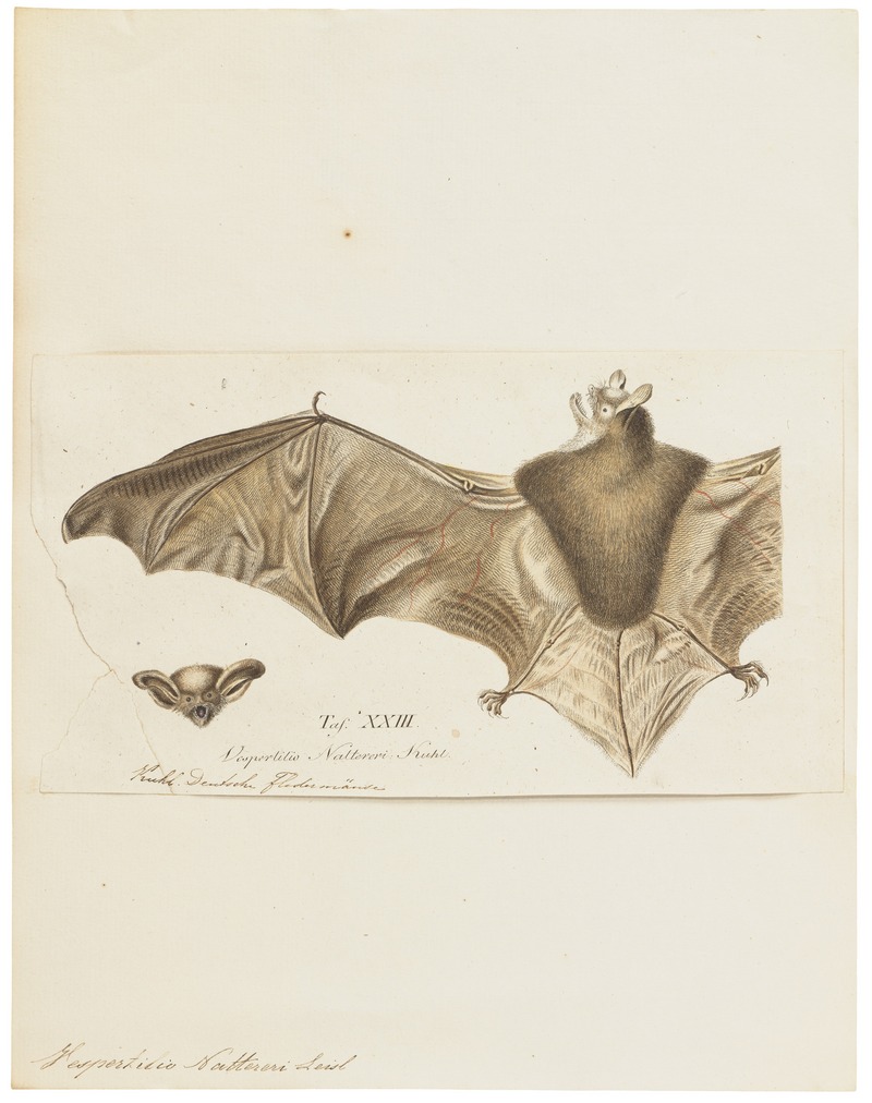 Natterer's bat (Myotis nattereri); DISPLAY FULL IMAGE.
