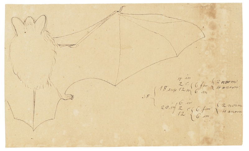 Natterer's bat (Myotis nattereri); DISPLAY FULL IMAGE.