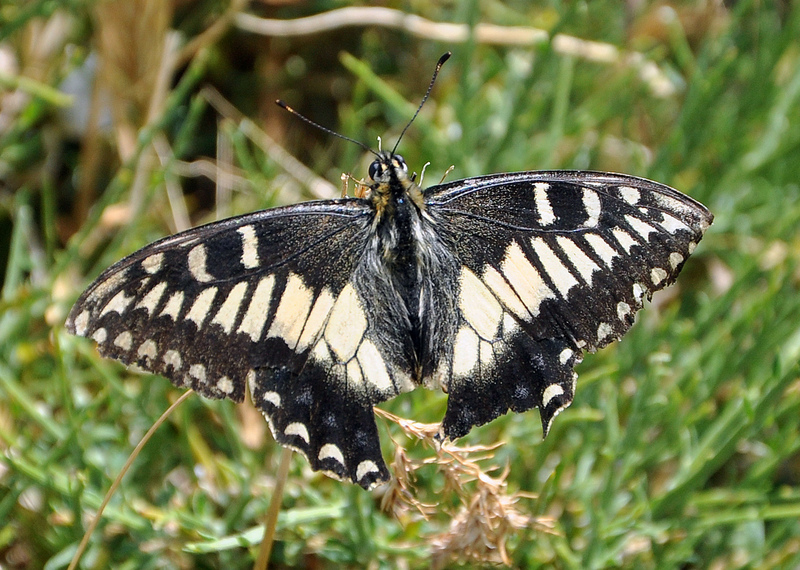 Corsican swallowtail (Papilio hospiton); DISPLAY FULL IMAGE.