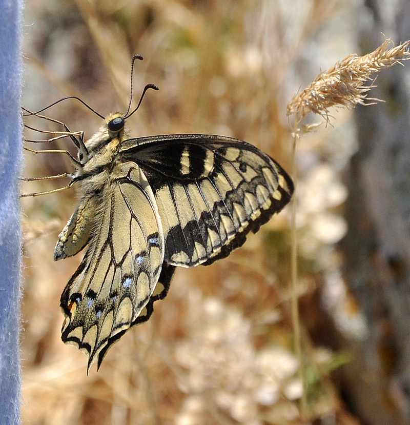 Corsican swallowtail (Papilio hospiton); DISPLAY FULL IMAGE.