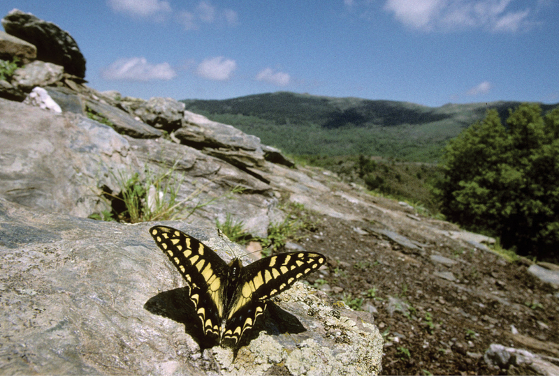 Corsican swallowtail (Papilio hospiton); DISPLAY FULL IMAGE.