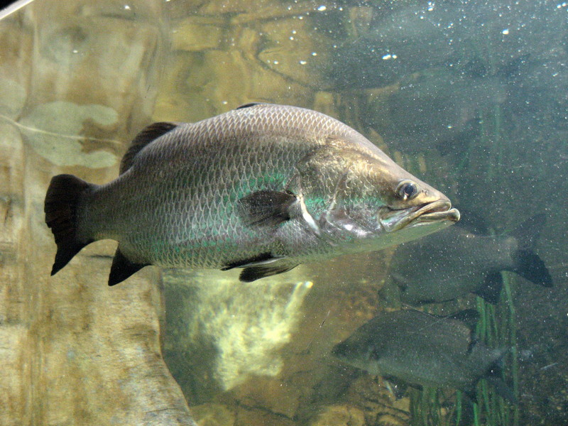 barramundi, Asian sea bass (Lates calcarifer); DISPLAY FULL IMAGE.