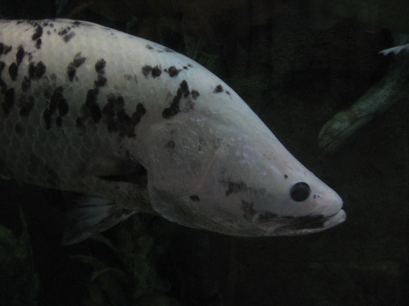 barramundi, Asian sea bass (Lates calcarifer); DISPLAY FULL IMAGE.