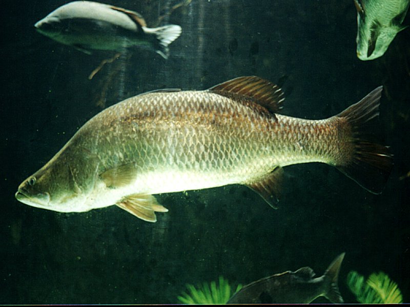 barramundi, Asian sea bass (Lates calcarifer); DISPLAY FULL IMAGE.