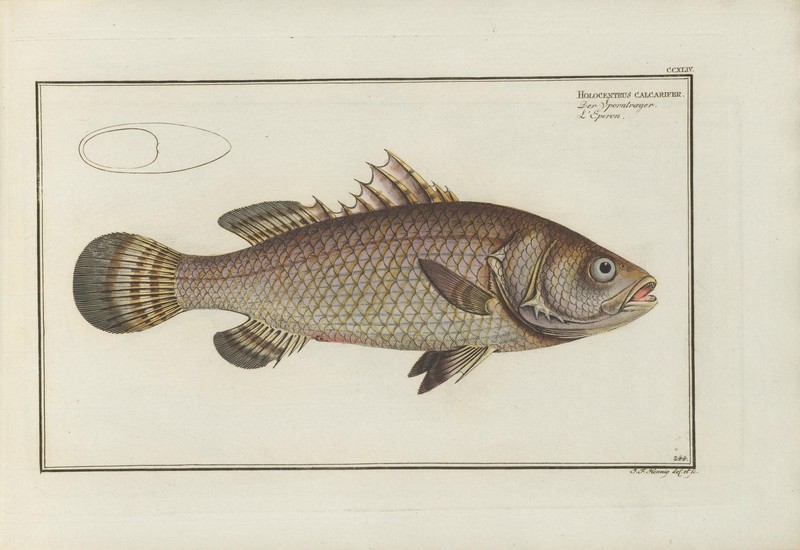 barramundi, Asian sea bass (Lates calcarifer); DISPLAY FULL IMAGE.