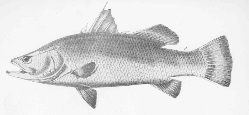 barramundi, Asian sea bass (Lates calcarifer); DISPLAY FULL IMAGE.