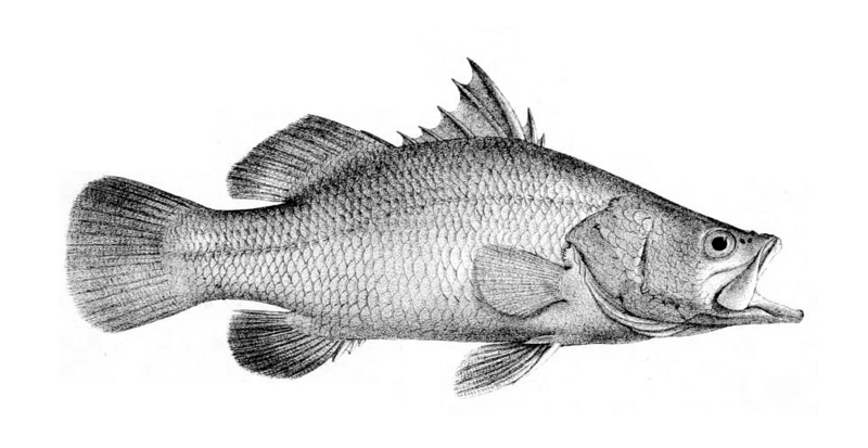 barramundi, Asian sea bass (Lates calcarifer); DISPLAY FULL IMAGE.