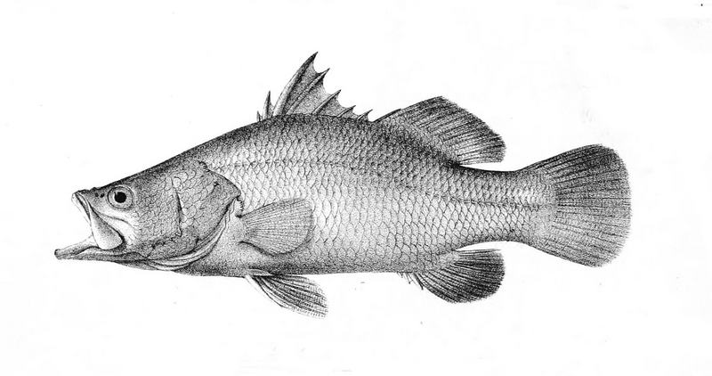 barramundi, Asian sea bass (Lates calcarifer); DISPLAY FULL IMAGE.