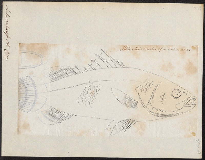 barramundi, Asian sea bass (Lates calcarifer); DISPLAY FULL IMAGE.