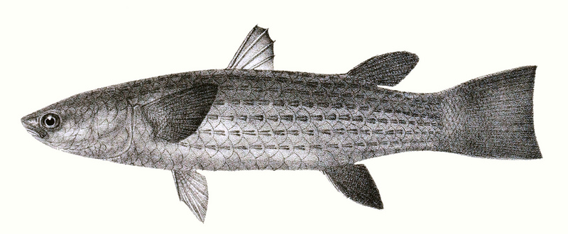 squaretail mullet (Ellochelon vaigiensis); DISPLAY FULL IMAGE.