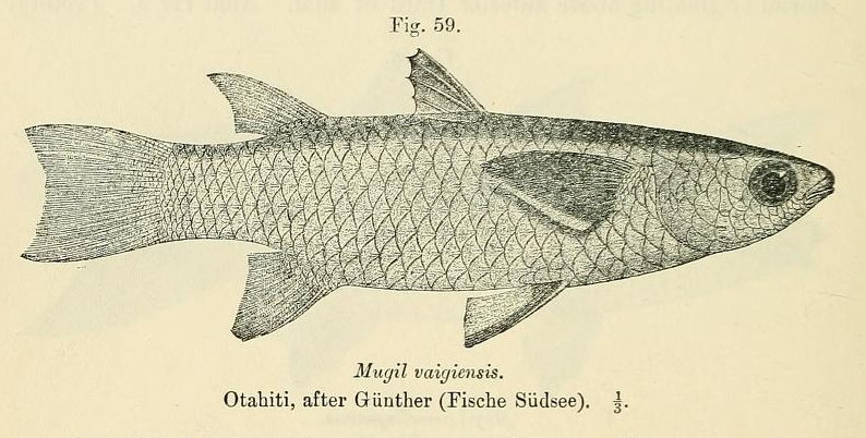 squaretail mullet (Ellochelon vaigiensis); DISPLAY FULL IMAGE.