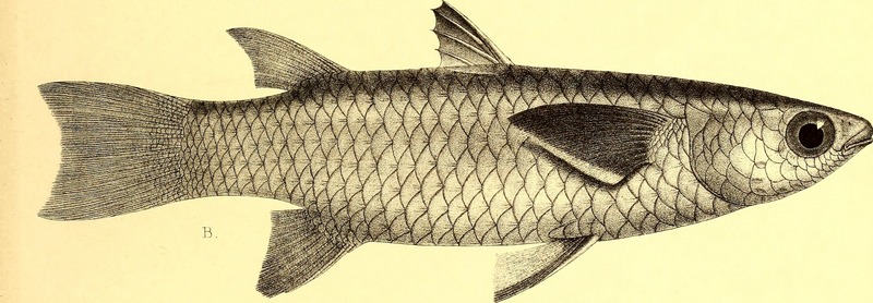 squaretail mullet (Ellochelon vaigiensis); DISPLAY FULL IMAGE.
