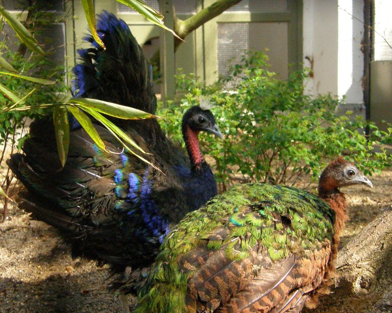 Congo peafowl (Afropavo congensis); DISPLAY FULL IMAGE.