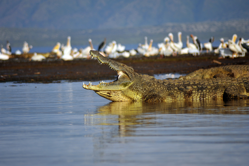 Nile crocodile (Crocodylus niloticus); DISPLAY FULL IMAGE.