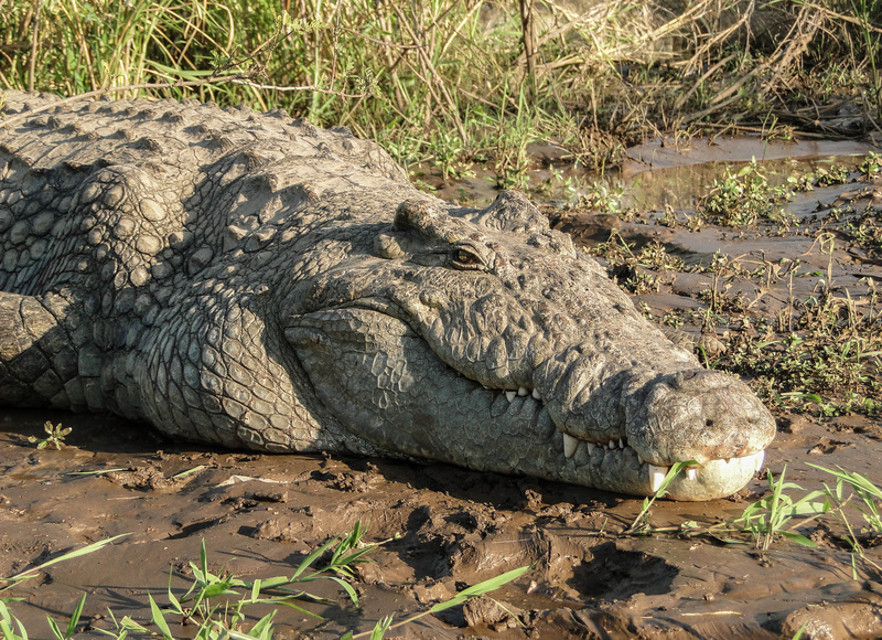 Nile crocodile (Crocodylus niloticus); DISPLAY FULL IMAGE.