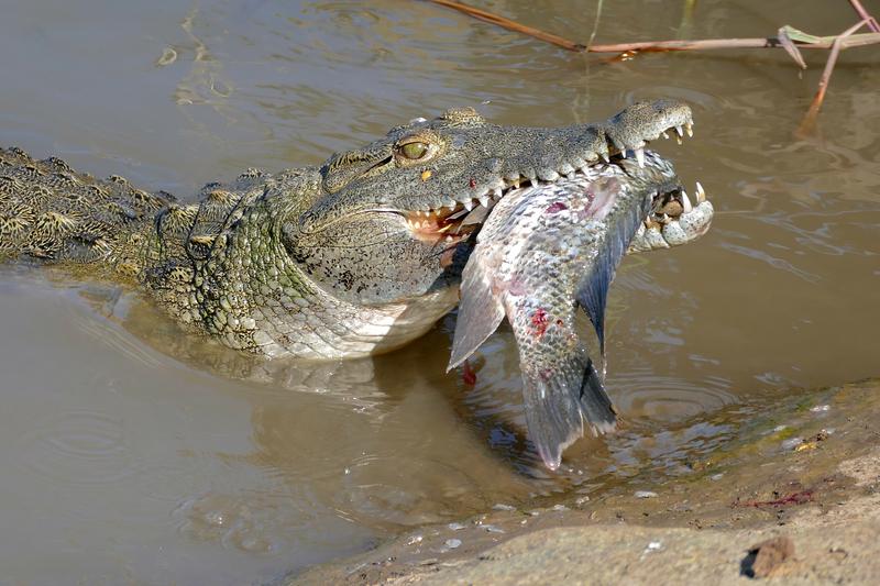 Nile crocodile (Crocodylus niloticus); DISPLAY FULL IMAGE.