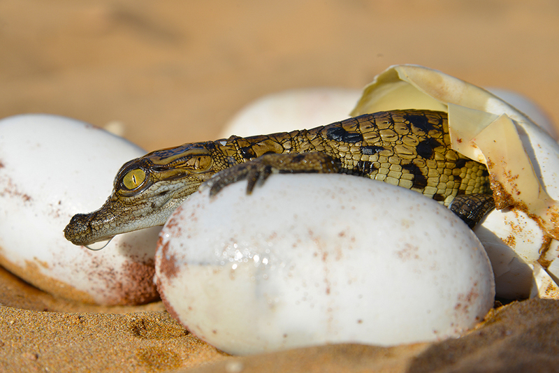 Nile crocodile (Crocodylus niloticus); DISPLAY FULL IMAGE.