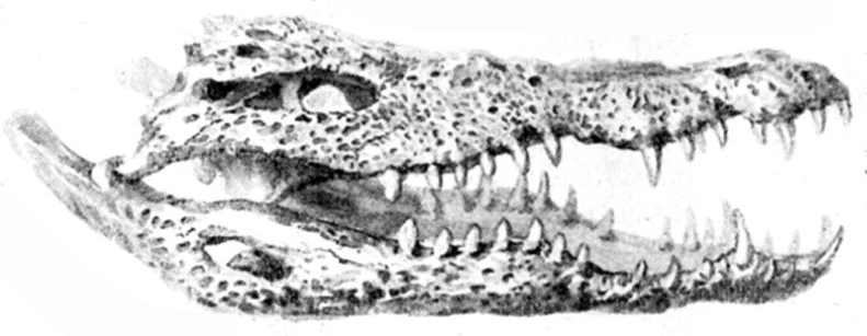 Nile crocodile (Crocodylus niloticus); DISPLAY FULL IMAGE.