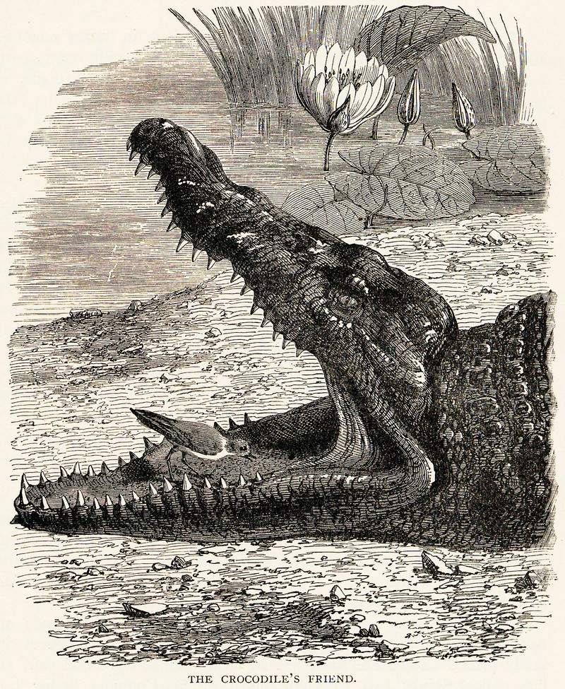 Nile crocodile (Crocodylus niloticus); DISPLAY FULL IMAGE.