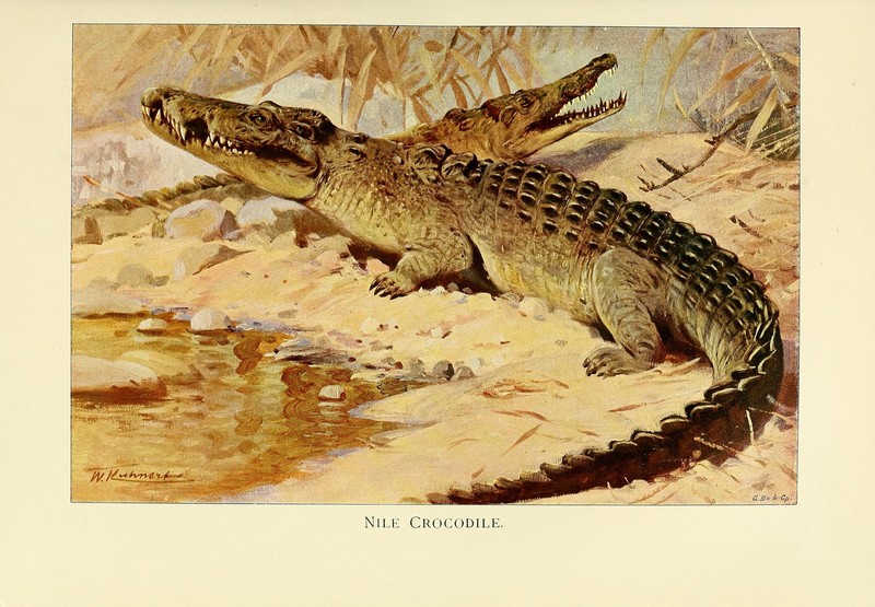 Nile crocodile (Crocodylus niloticus); DISPLAY FULL IMAGE.