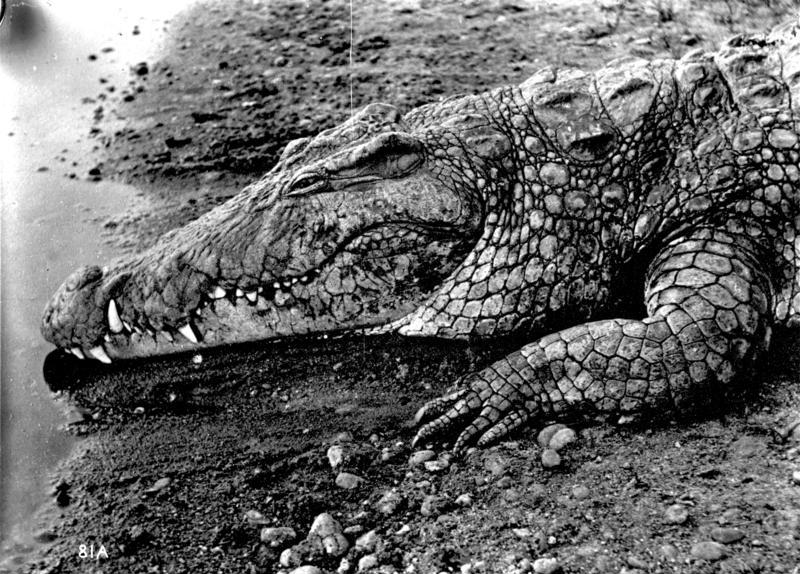 Nile crocodile (Crocodylus niloticus); DISPLAY FULL IMAGE.