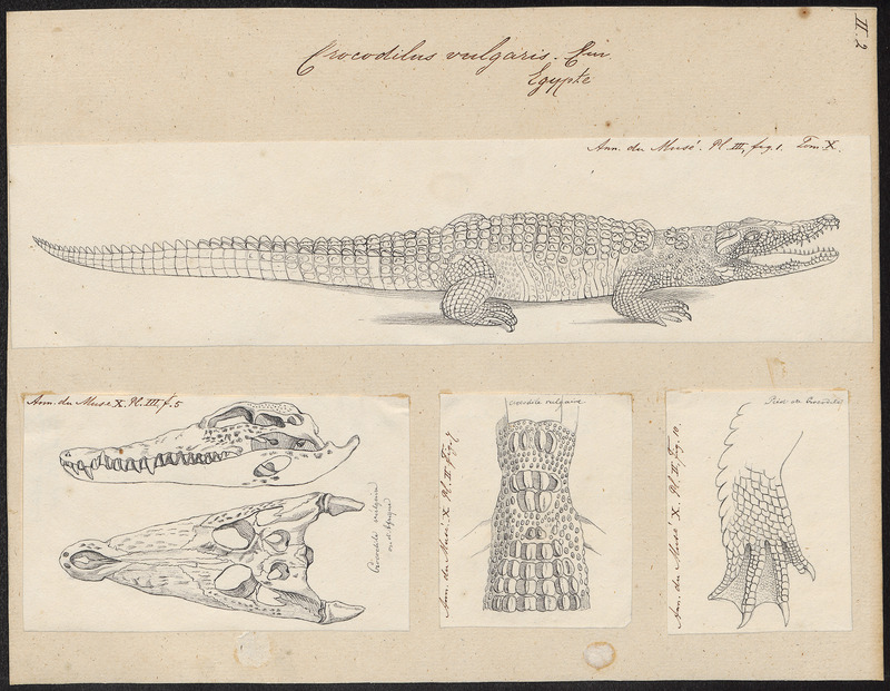 Nile crocodile (Crocodylus niloticus); DISPLAY FULL IMAGE.