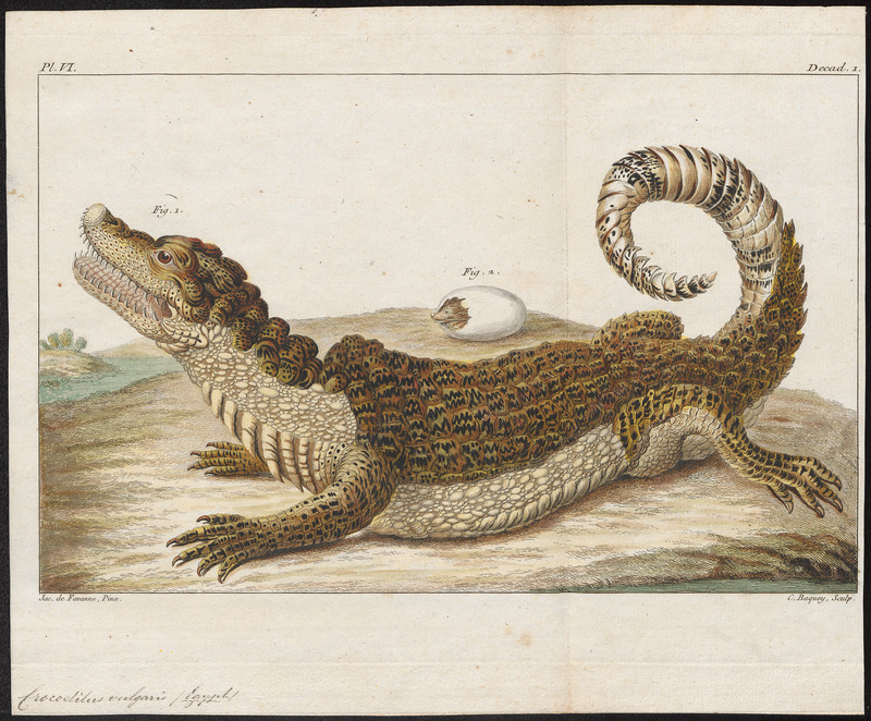 Nile crocodile (Crocodylus niloticus); DISPLAY FULL IMAGE.