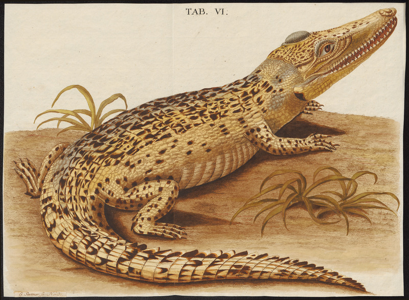 Nile crocodile (Crocodylus niloticus); DISPLAY FULL IMAGE.