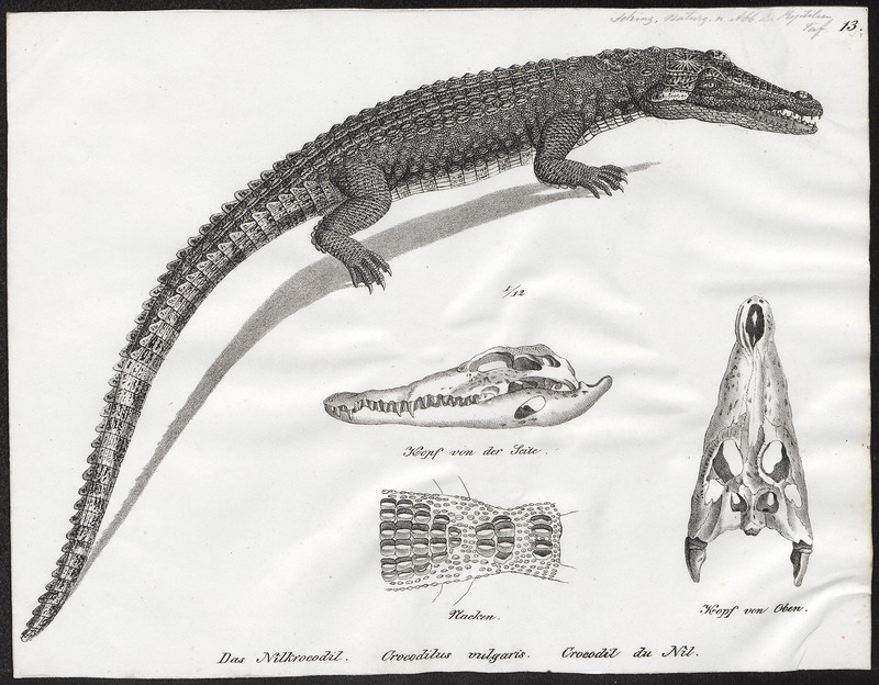 Nile crocodile (Crocodylus niloticus); DISPLAY FULL IMAGE.