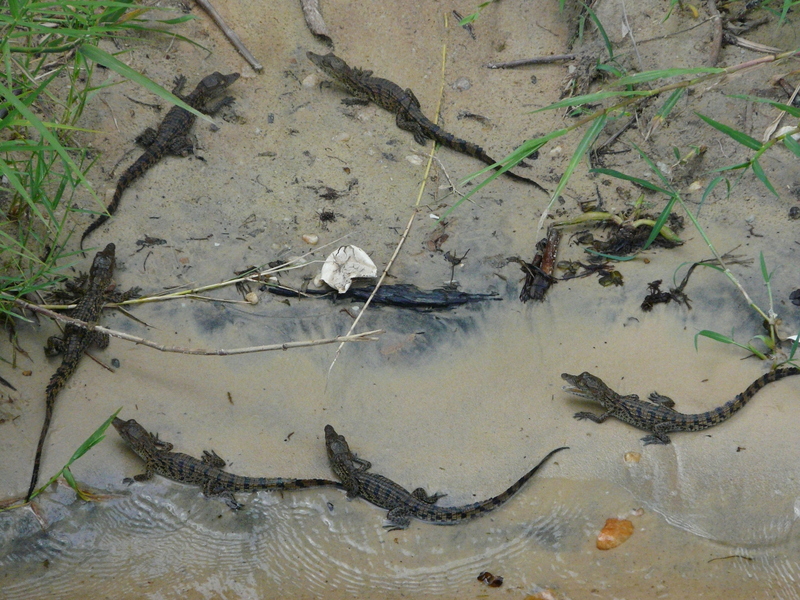 Nile crocodile (Crocodylus niloticus); DISPLAY FULL IMAGE.