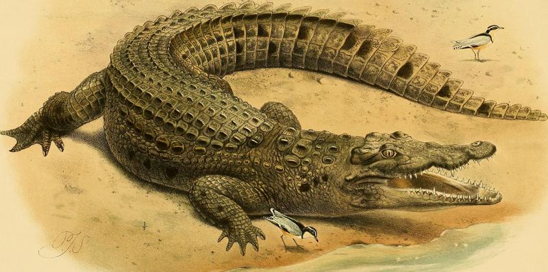 Nile crocodile (Crocodylus niloticus); DISPLAY FULL IMAGE.