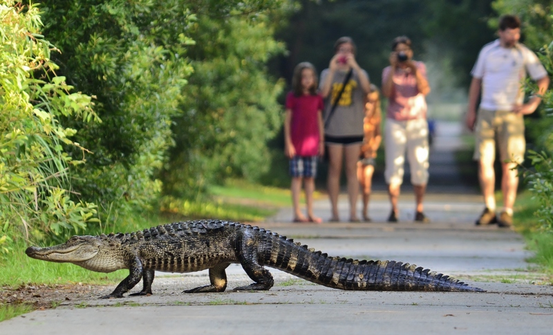 American alligator (Alligator mississippiensis); DISPLAY FULL IMAGE.