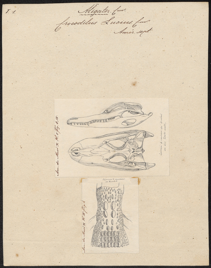 American alligator (Alligator mississippiensis); DISPLAY FULL IMAGE.