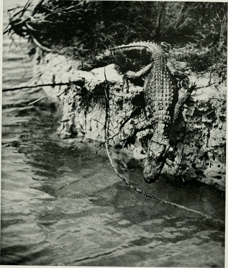 American alligator (Alligator mississippiensis); DISPLAY FULL IMAGE.