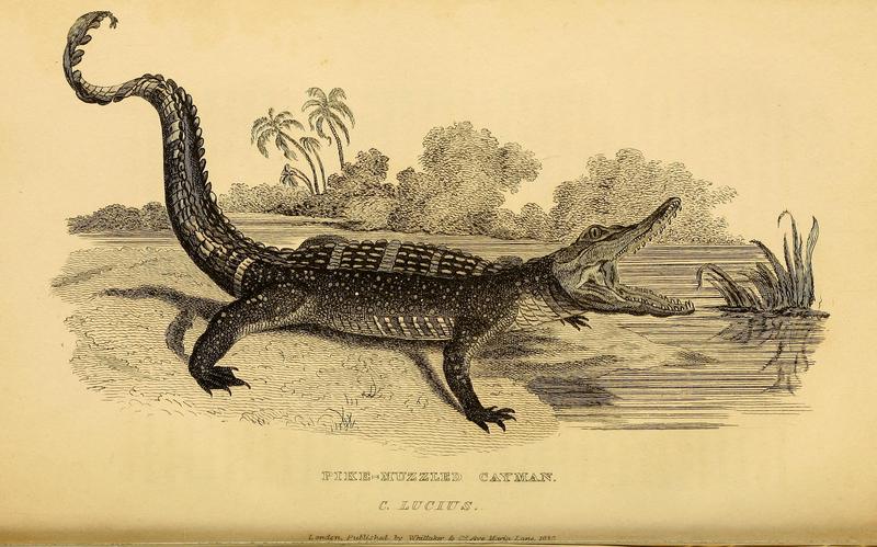 American alligator (Alligator mississippiensis); DISPLAY FULL IMAGE.