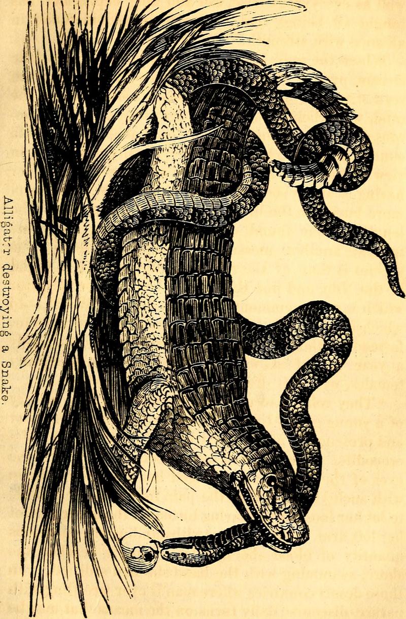 American alligator (Alligator mississippiensis); DISPLAY FULL IMAGE.