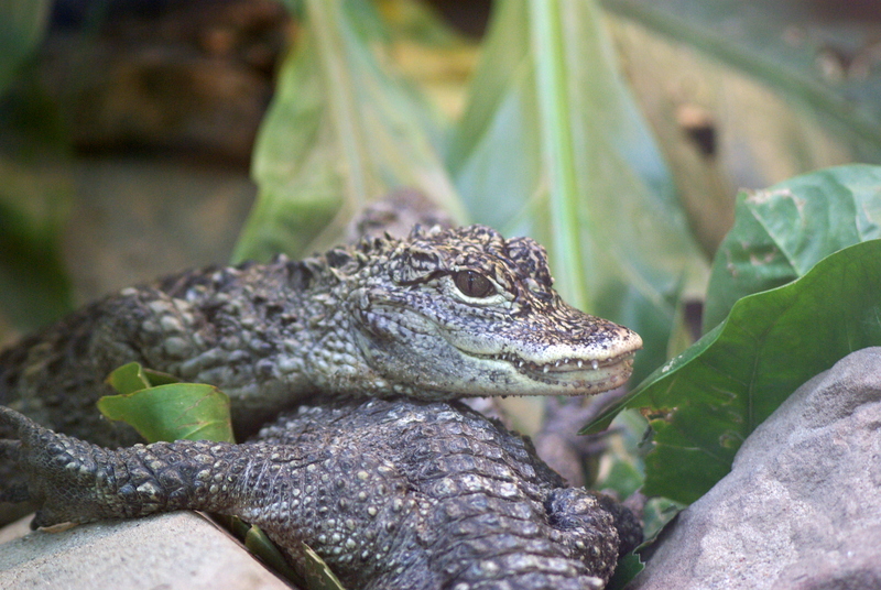 Chinese alligator (Alligator sinensis); DISPLAY FULL IMAGE.