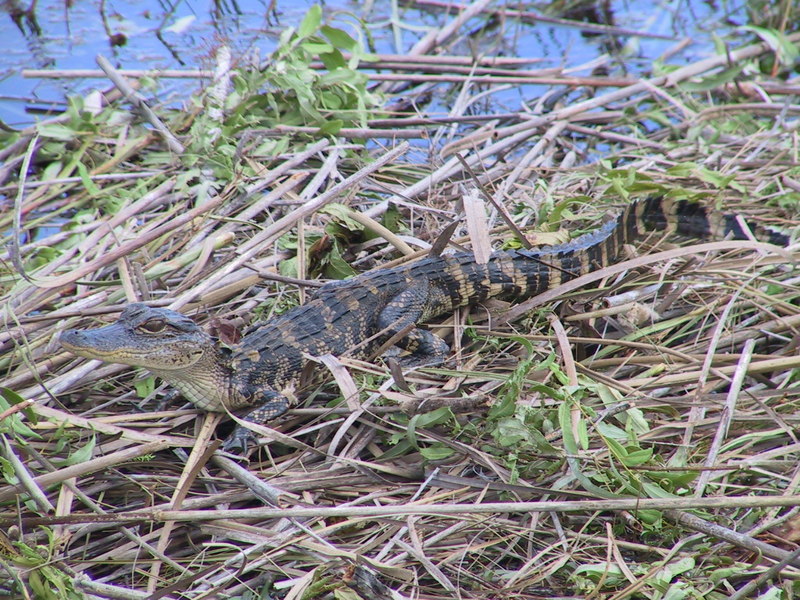 Chinese alligator (Alligator sinensis); DISPLAY FULL IMAGE.