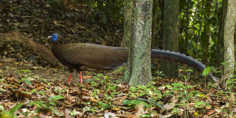 great argus pheasant (Argusianus argus); DISPLAY FULL IMAGE.