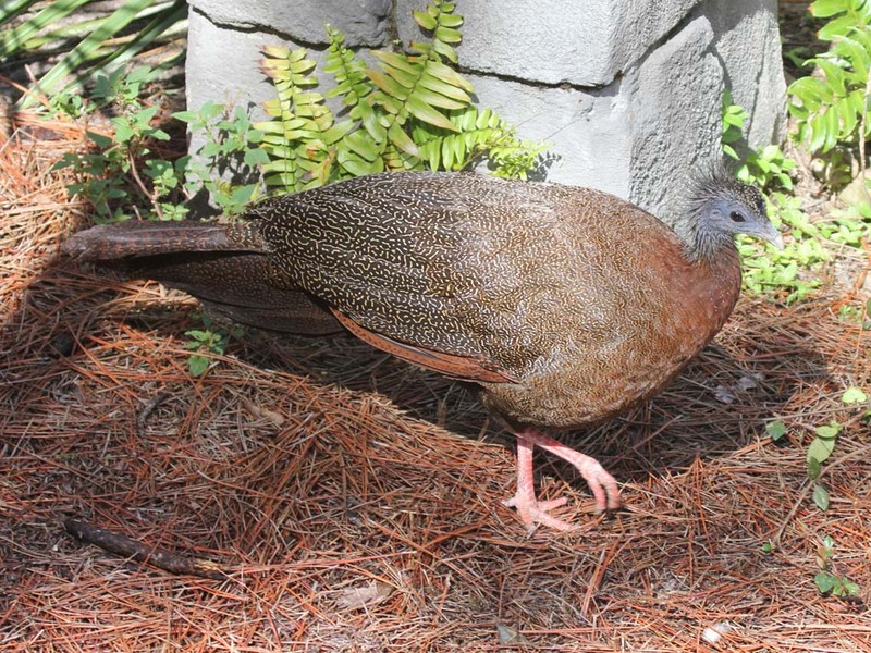great argus pheasant (Argusianus argus); DISPLAY FULL IMAGE.
