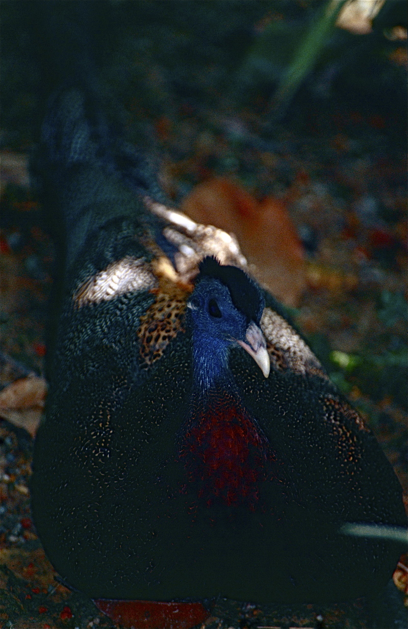 great argus pheasant (Argusianus argus); DISPLAY FULL IMAGE.