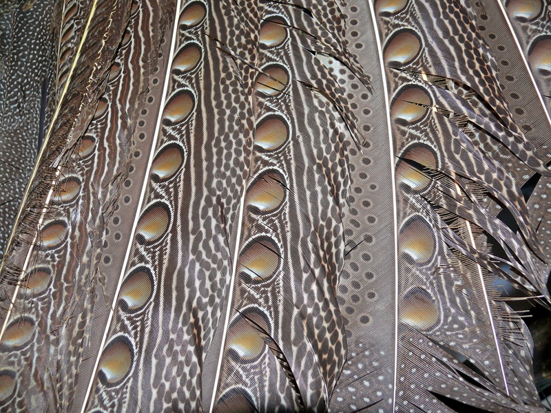 great argus pheasant (Argusianus argus); DISPLAY FULL IMAGE.