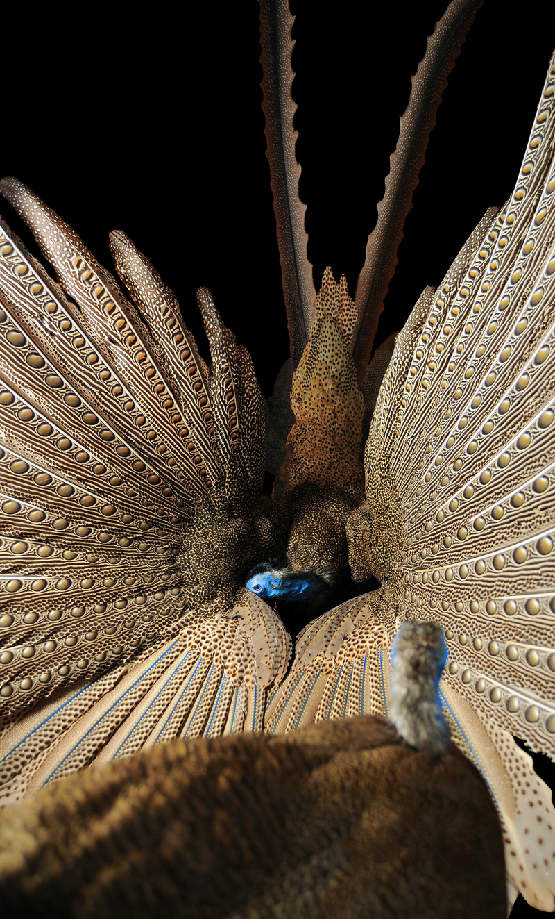 great argus pheasant (Argusianus argus); DISPLAY FULL IMAGE.