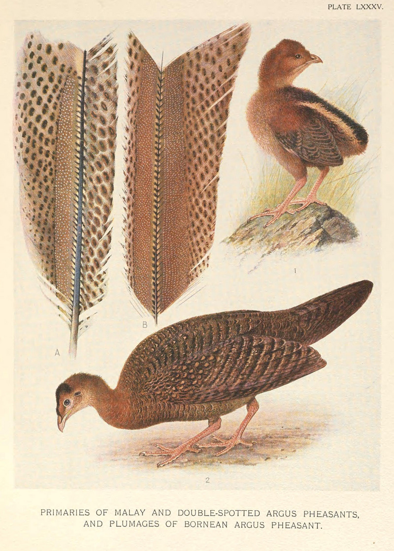 great argus pheasant (Argusianus argus); DISPLAY FULL IMAGE.