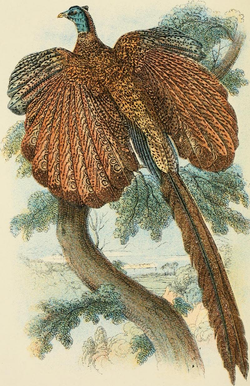 great argus pheasant (Argusianus argus); DISPLAY FULL IMAGE.