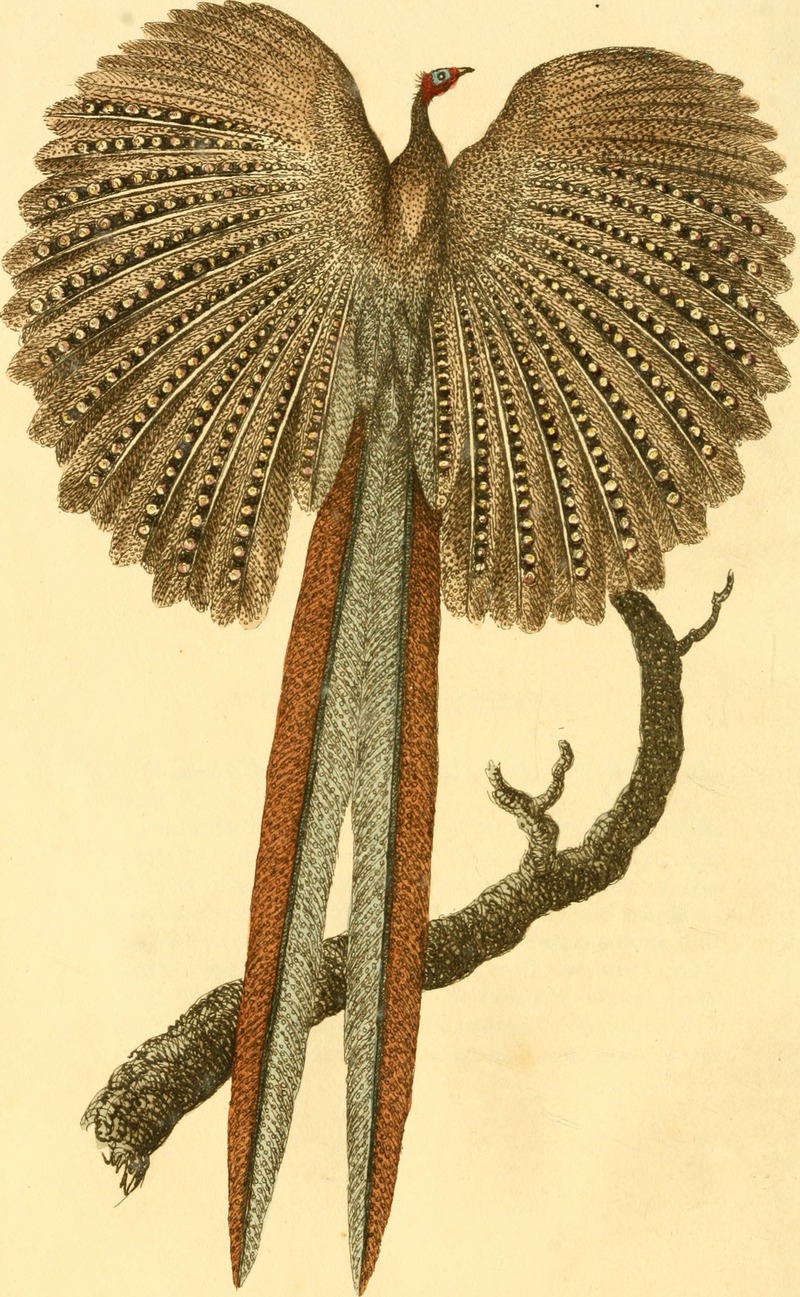 great argus pheasant (Argusianus argus); DISPLAY FULL IMAGE.